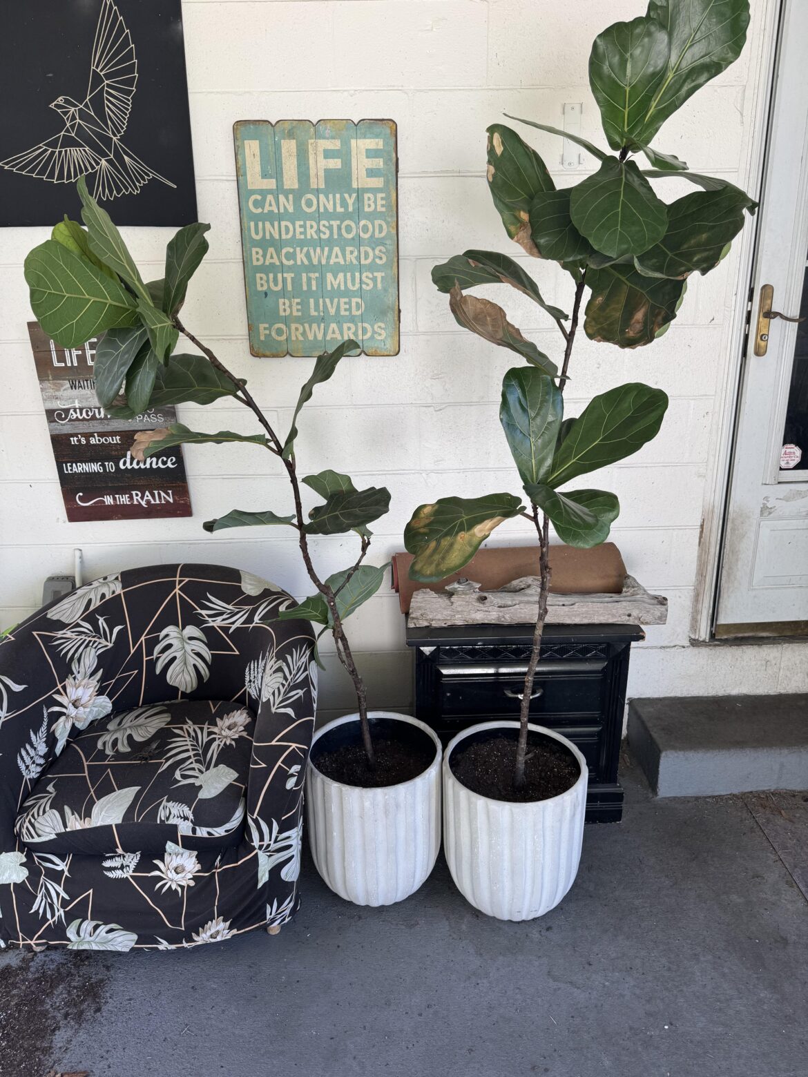 Help!!! Repot or leave them?