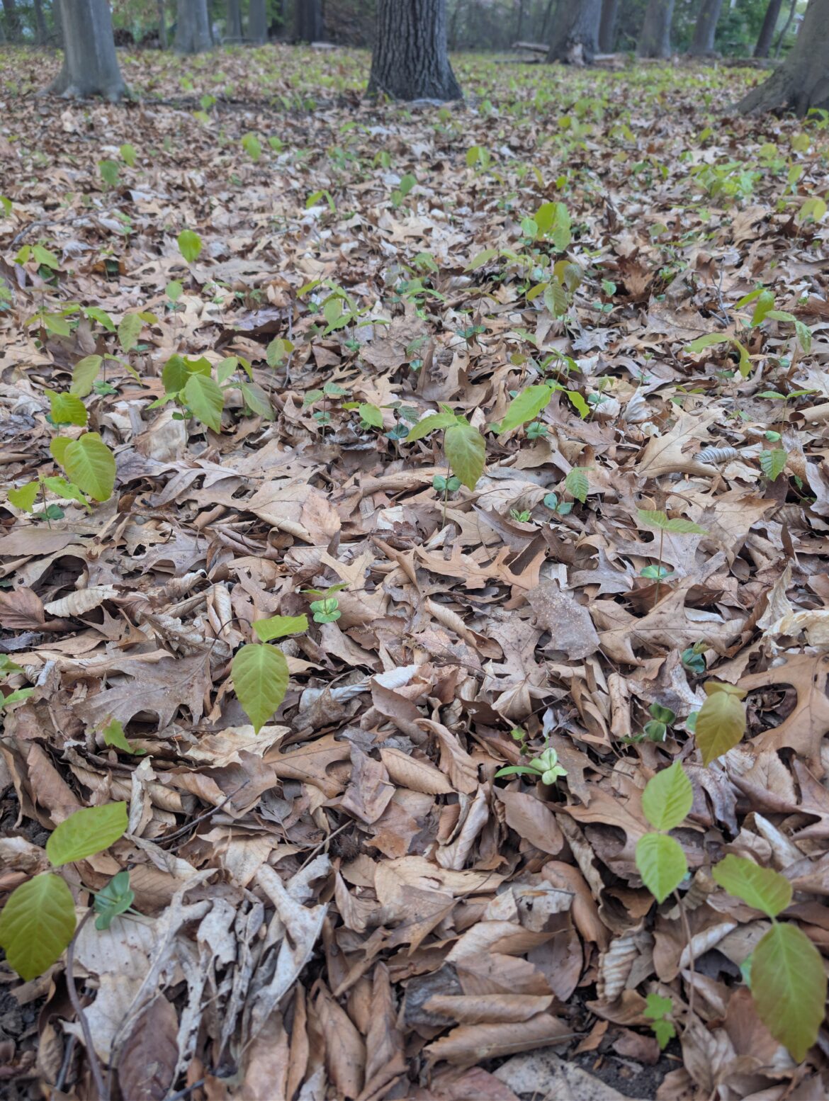 This picture doesn’t adequately convey the sheer quantity of tree seedlings in my yard. This picture doesn't adequately convey the sheer quantity of tree seedlings in my yard.