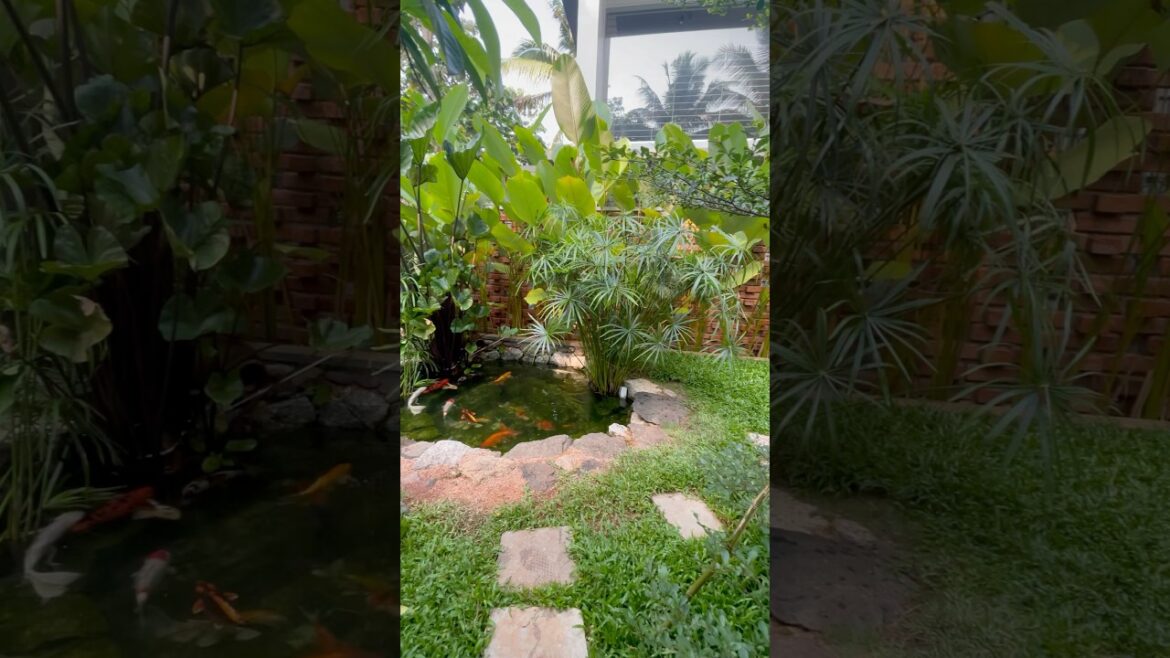Koi fish pond | Kerala | Natural landscape