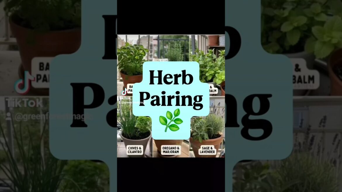 Herbs You Can Grow Together in One Pot 🌿 Container Gardening Tips Herbs You Can Grow Together in One Pot 🌿 Container Gardening Tips