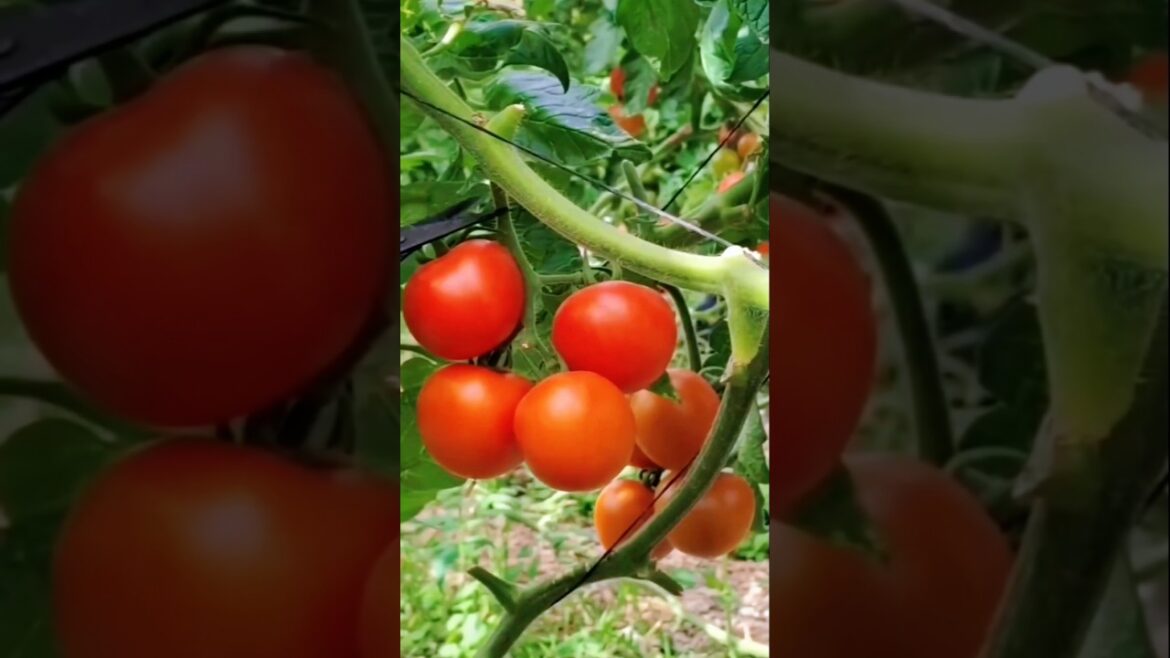 Stop Planting Tomatoes Straight 🍅 Do This Instead! #farming #gardening #tips