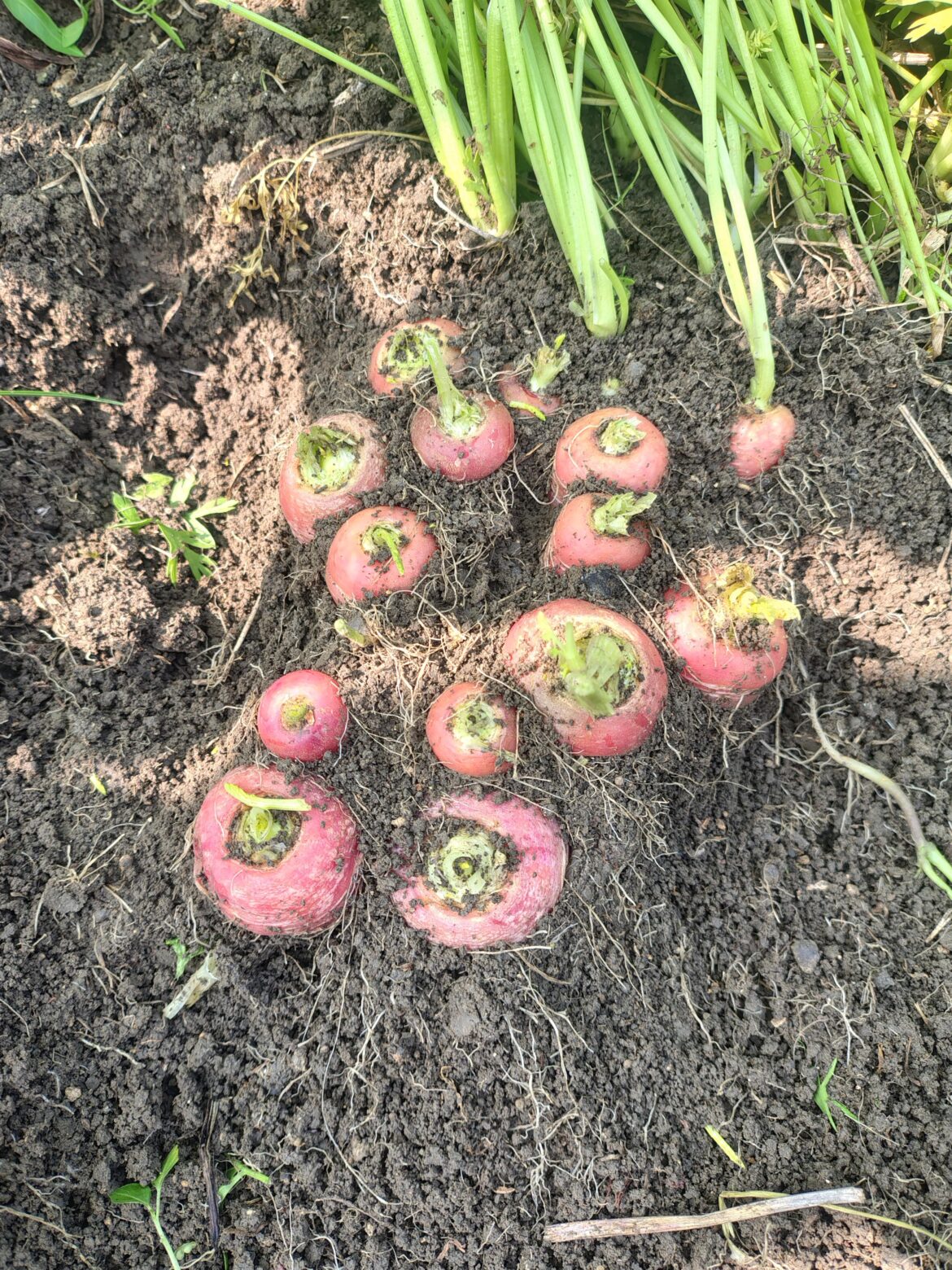 Straight out from the soil , got good carrots this season 🥕