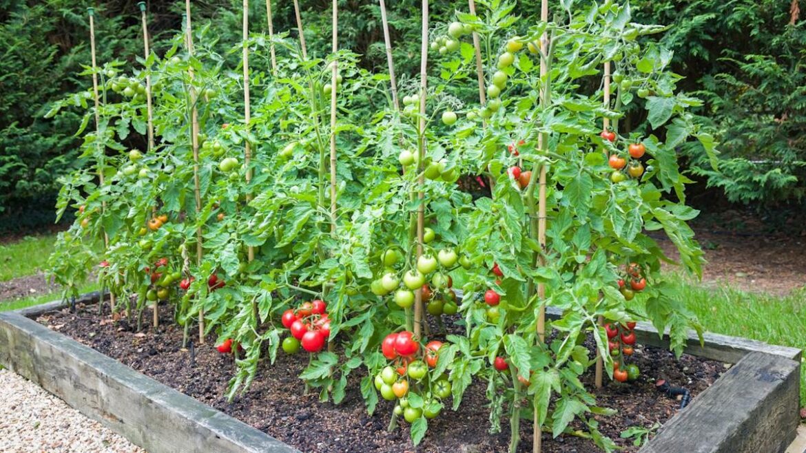 Gardeners urged not to make this one big mistake when planting tomatoes Gardeners urged not to make this one big mistake when planting tomatoes