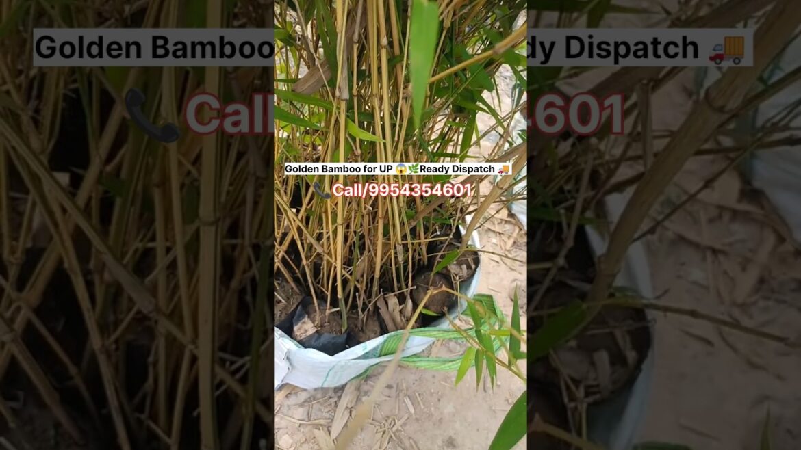 Golden Bamboo Plant Packing for UP 😱🌿  Safe Dispatch Ready 🚚 📞 9954354601 #golden #bamboo