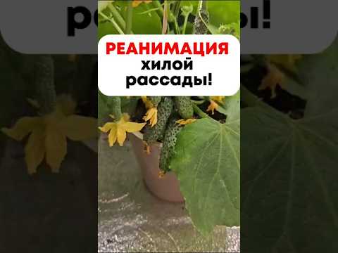 Дайте ей этот АПТЕЧНЫЙ ПИНОК! Ростки оживают на глазах Дайте ей этот АПТЕЧНЫЙ ПИНОК! Ростки оживают на глазах