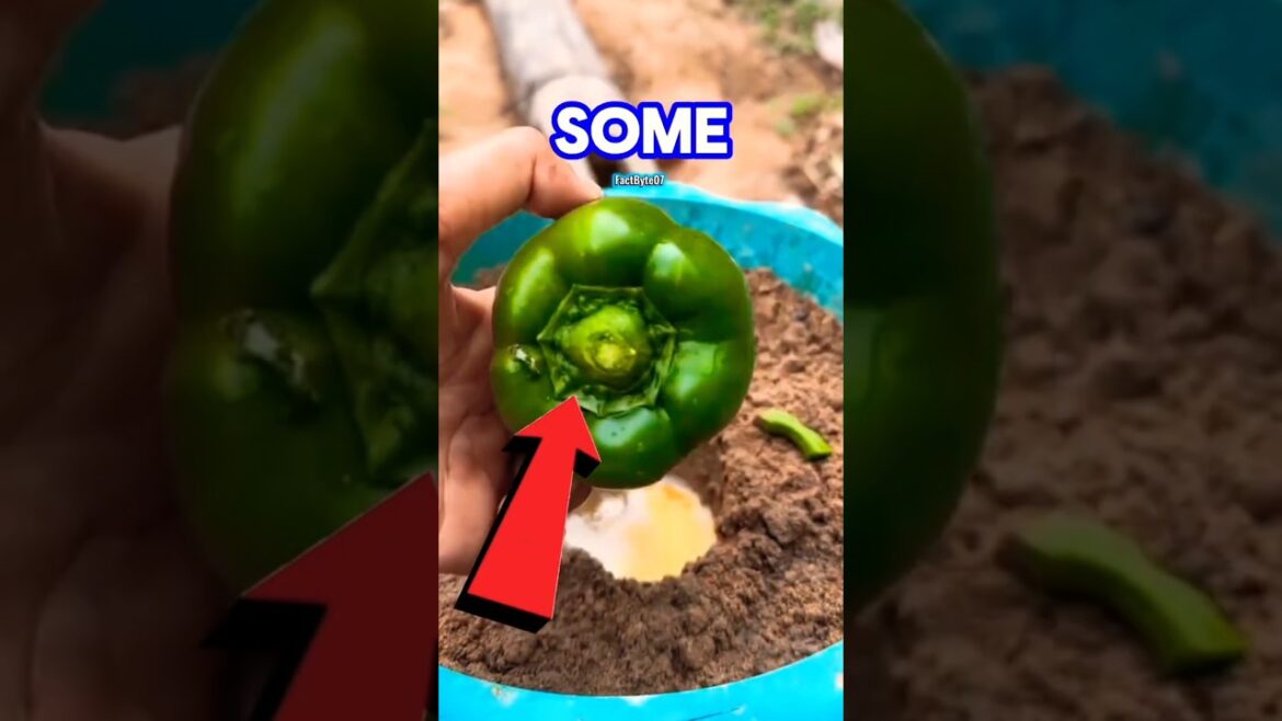 Capsicum Trick 🌶️ #shortvideo