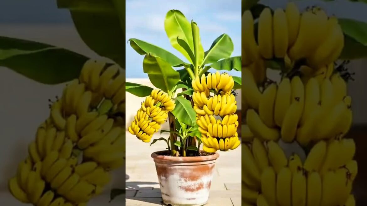 Aprenda a plantar banana do jeito certo #jardinagem #plantas #frutiferas #pomar #frutiferasemvaso Aprenda a plantar banana do jeito certo #jardinagem #plantas #frutiferas #pomar #frutiferasemvaso