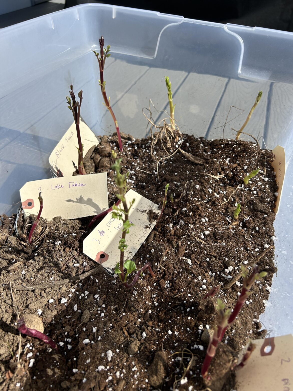 Long sprouts from inside storage bag, how to handle?