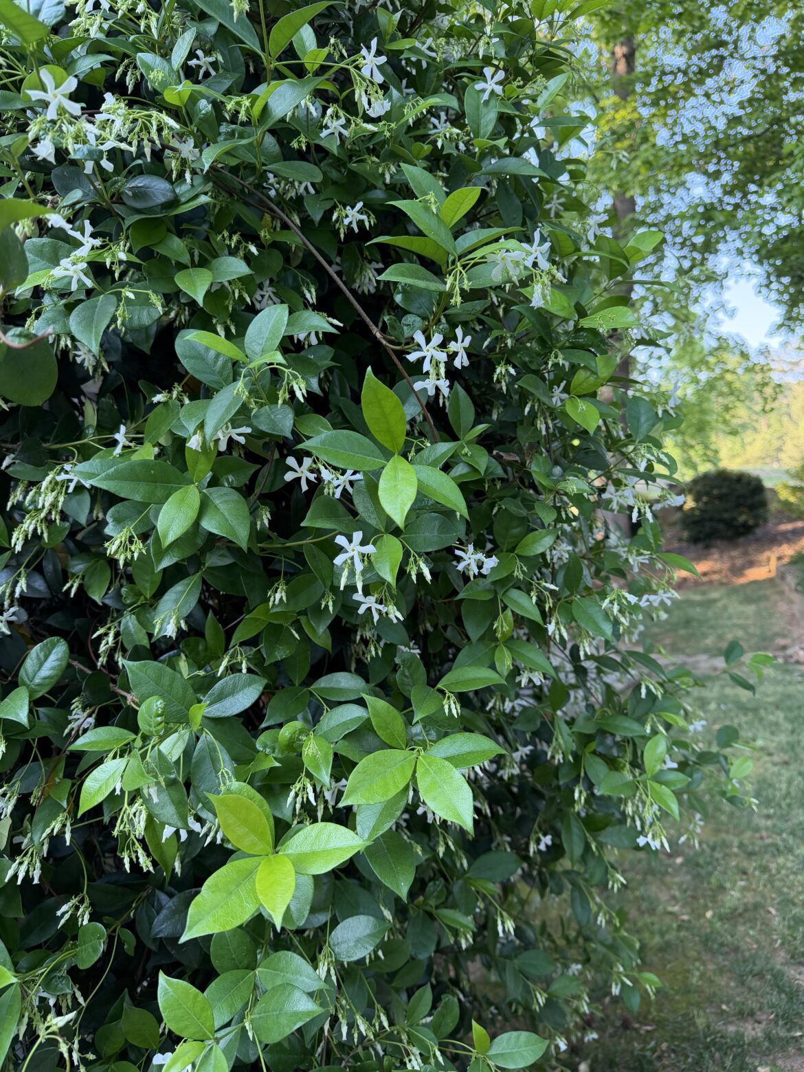 Trachelospermum Jasminoides