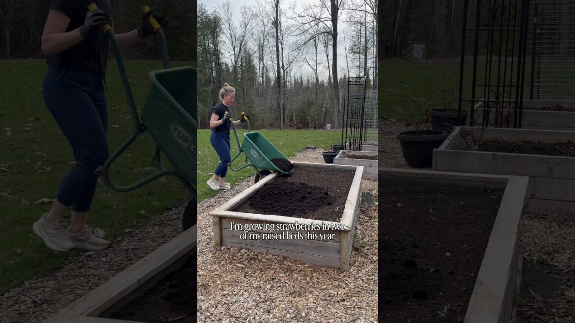 Don’t plant strawberries without doing this first! #garden #homestead Don’t plant strawberries without doing this first! #garden #homestead