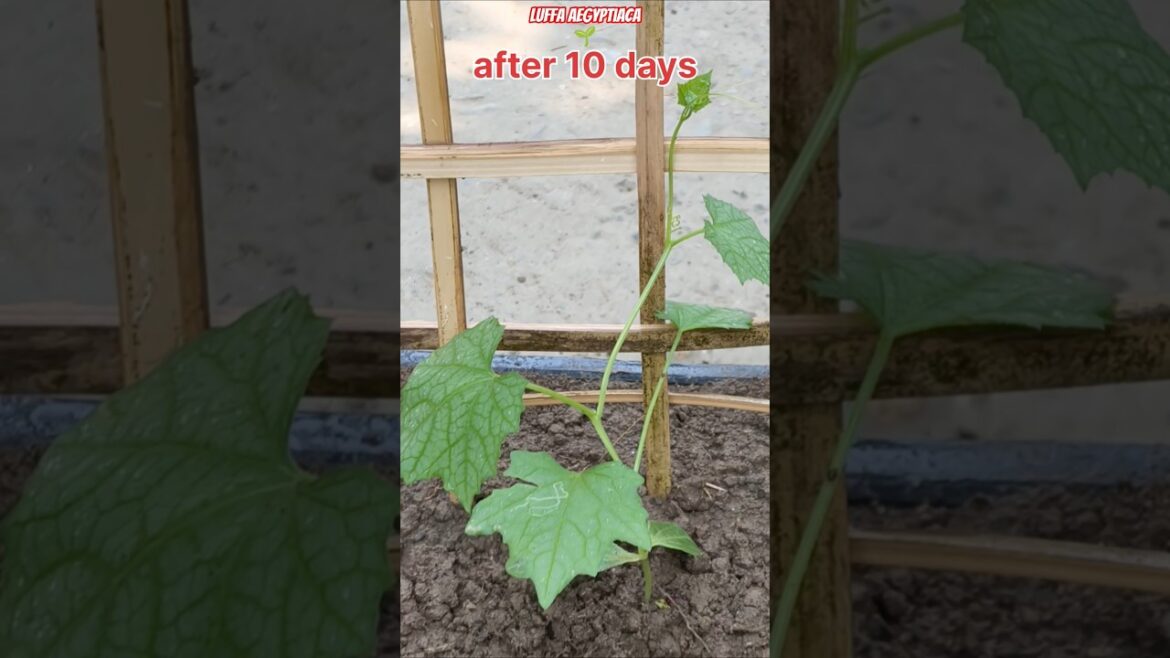 🌱 Luffa aegyptiaca in Fruit Crate – Crazy Fast Growth with Kitchen Waste & Vermicompost! #shorts