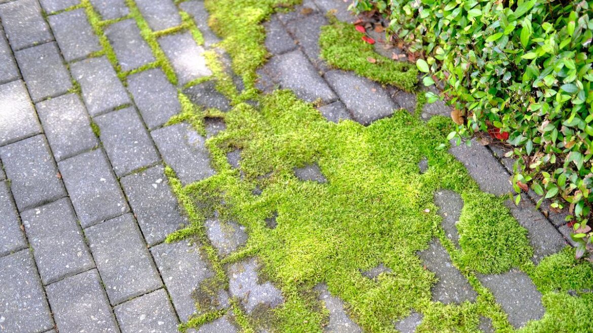 Patio moss will vanish quickly with natural DIY method you already have at home Daily Mirror