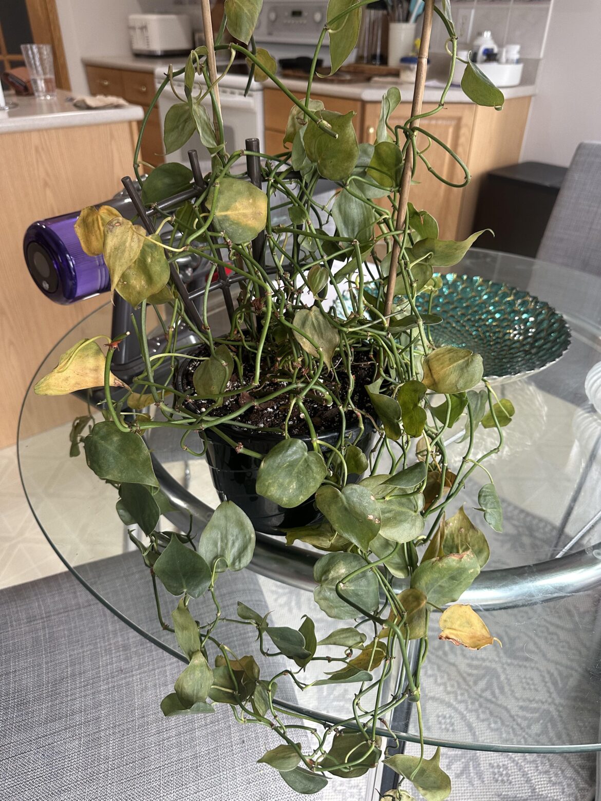 Can I save this plant? Can I save this plant?
