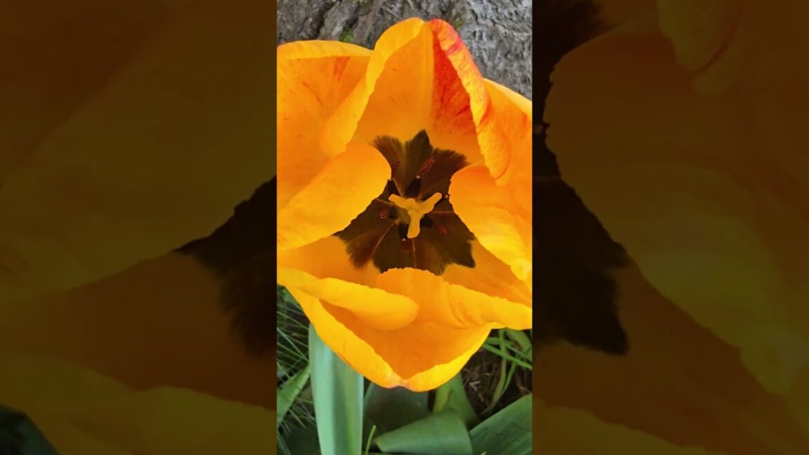 Orange Tulip FULL BLOOM 2026 🌷 Spring Flowers Satisfying Nature Shorts Orange Tulip FULL BLOOM 2026 🌷 Spring Flowers Satisfying Nature Shorts