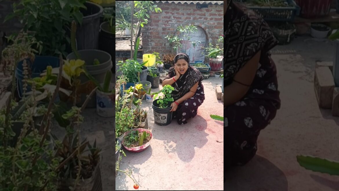 কাঞ্চনগাছে এটা কি 😲#minivlog #gardening #gardeningtips #plants