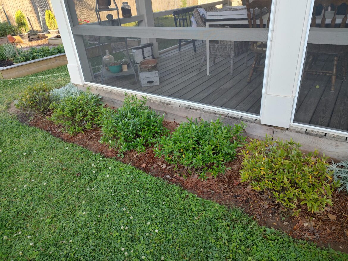 Identical bushes–wildy different healthiness. What’s going on? Identical bushes--wildy different healthiness. What's going on?