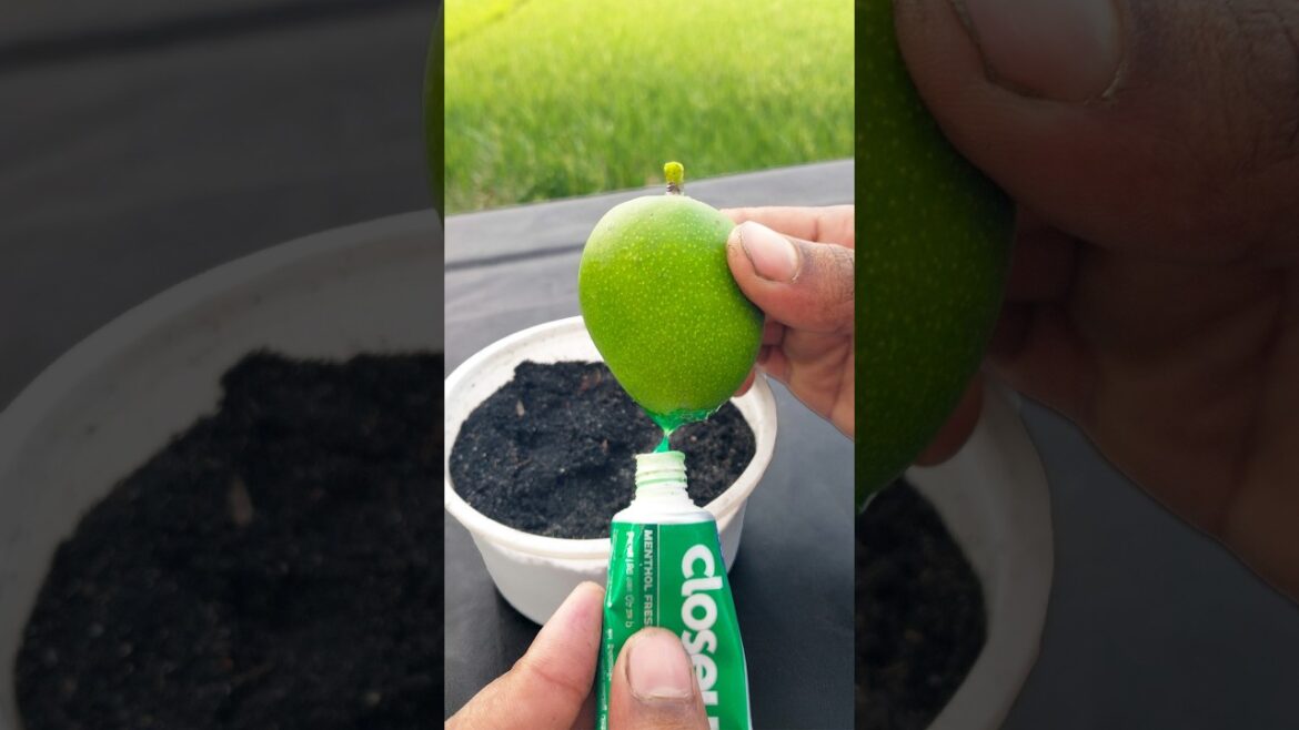 🥭Mango Magic: A Step-by-Step Guide to Growing Your Own Tree