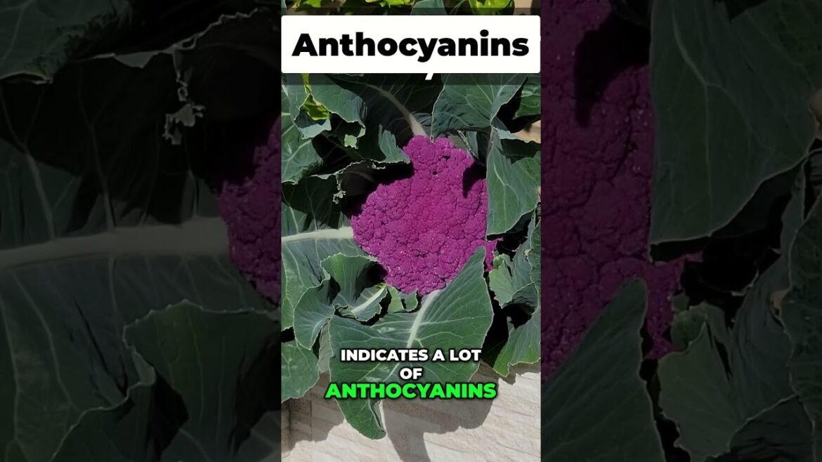 California Gardening: Harvesting Deep Purple Cauliflower: Antioxidant-Rich & Delicious! Harvesting Deep Purple Cauliflower: Antioxidant-Rich & Delicious!