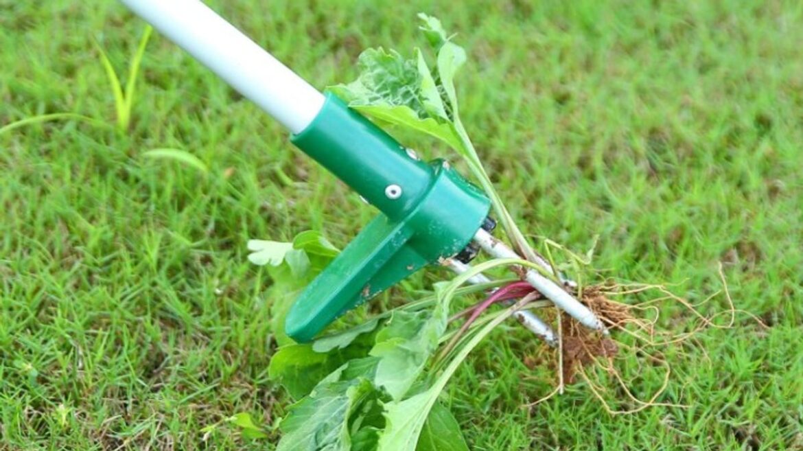 Gardeners declare this £20 Amazon gadget the ‘best tool ever’ for pesky weeds Wales Online