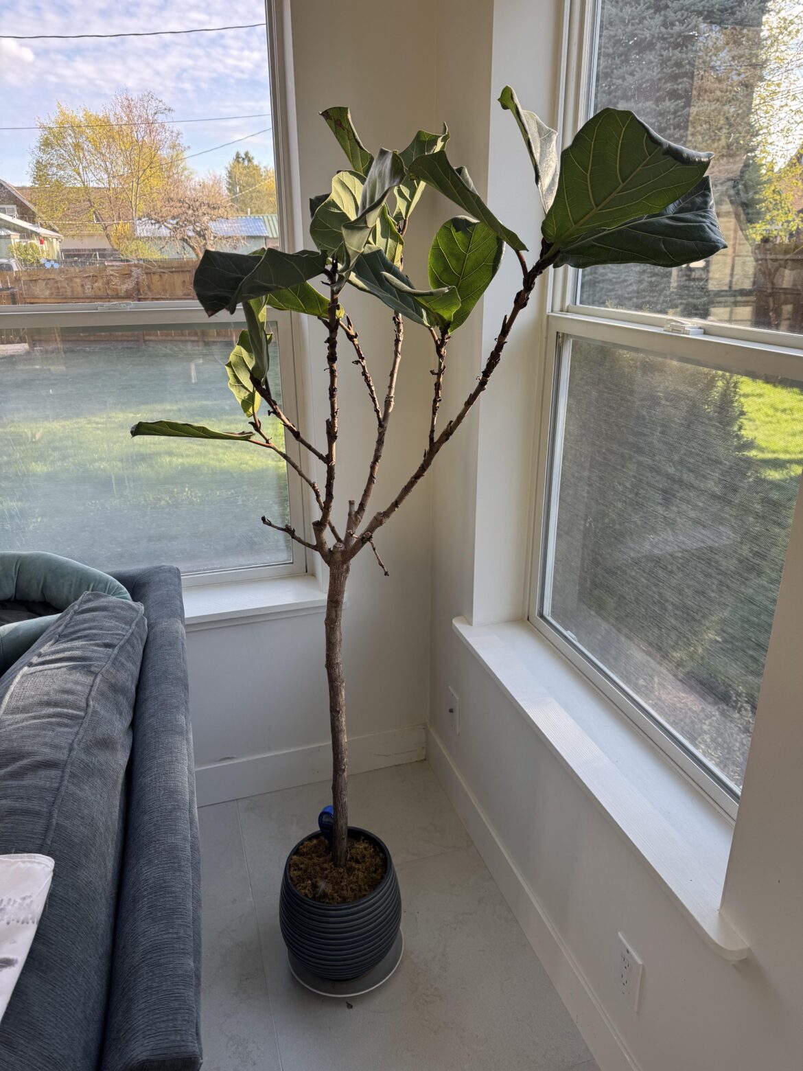 Transplanted & struggling - help!
