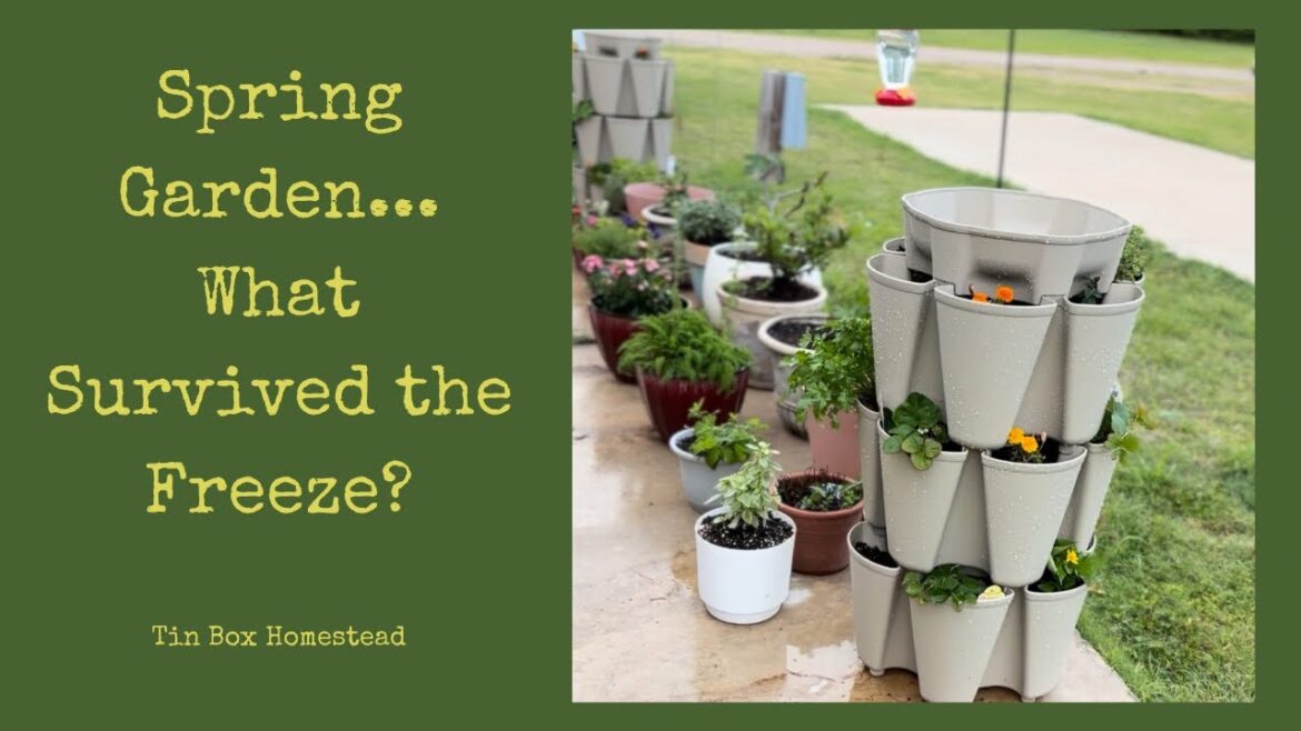 Spring Freeze Hit My Container Garden… Here’s What Survived 🌱 Spring Freeze Hit My Container Garden… Here’s What Survived 🌱