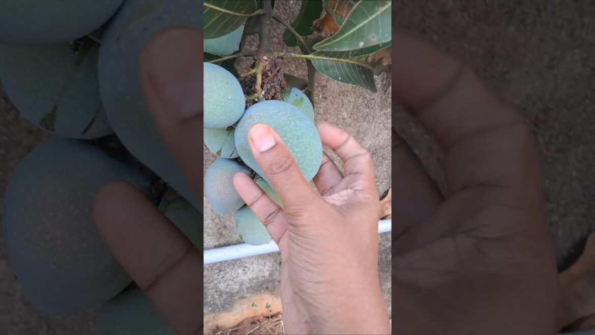 Mango parikalama #trending  #garden #shorts #shortsviral