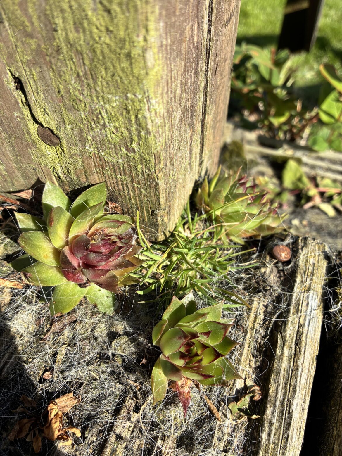 Thick spiky star plant things on my porch