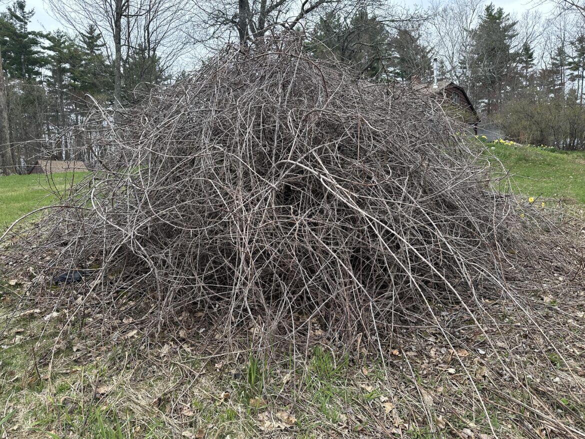 Overgrown hardy kiwi. Rip it out, trim aggressively, or just let it go as is?