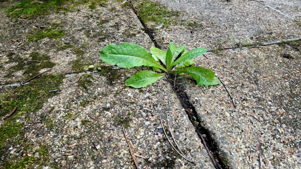 ‘Unlikely’ 3-minute method that actually kills weeds and moss from patio Daily Mirror