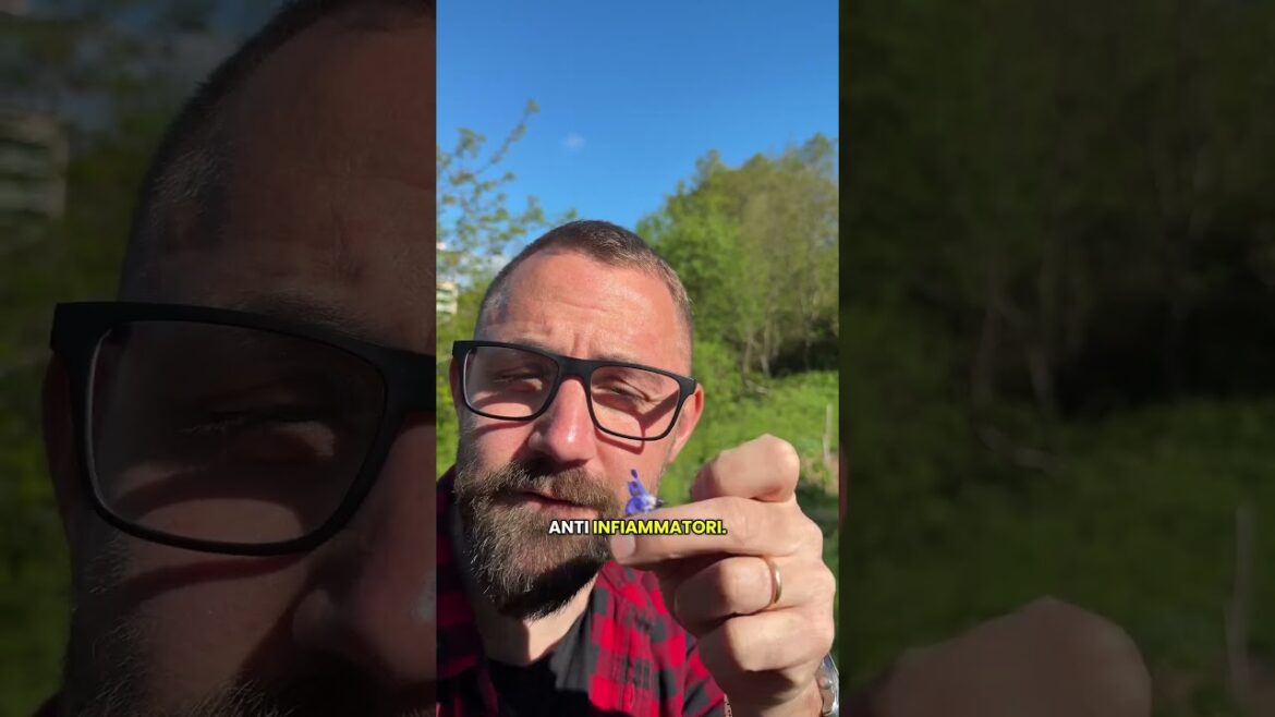 3 FIORI COMMESTIBILI che devo conoscere #foraging