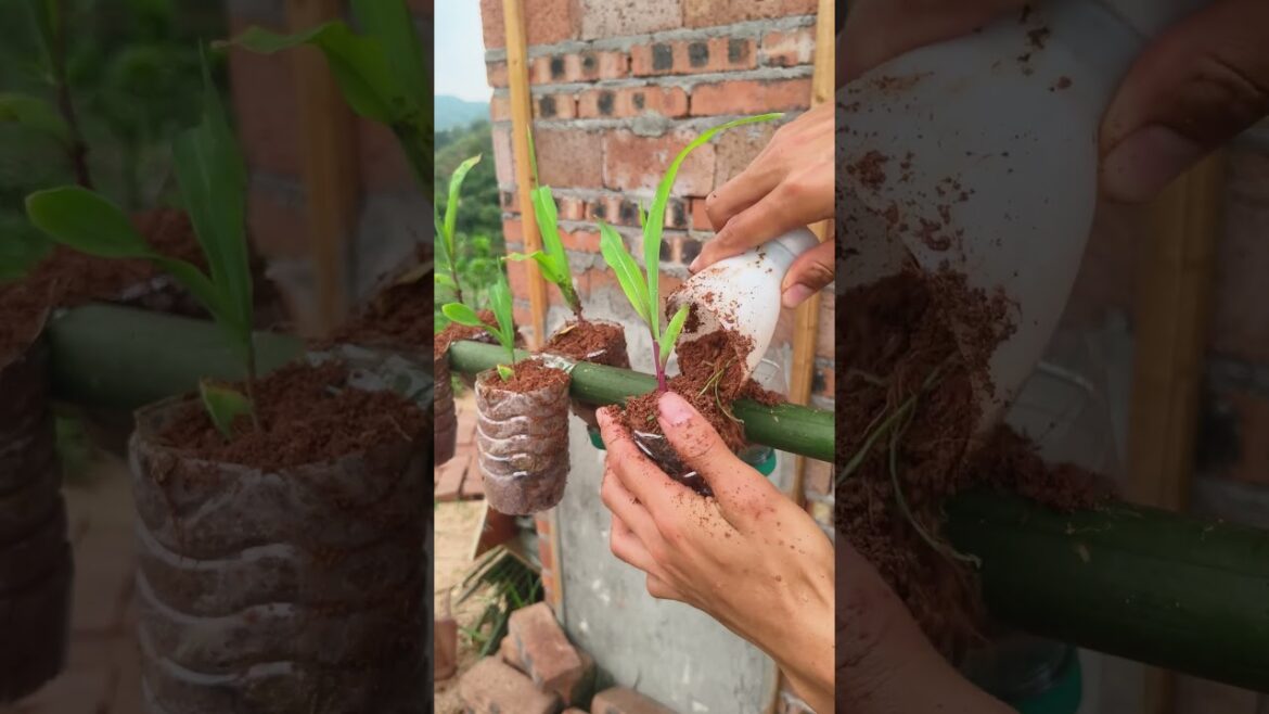 Advanced Tips for Vegetable Gardening #planting #diy #shorts #farmer