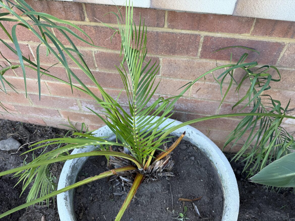 Help me identify the Palm