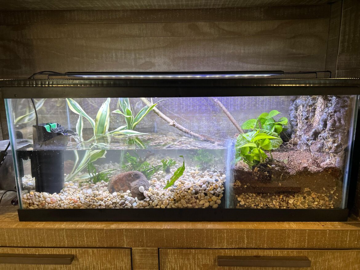 Just built my first paludarium. Excited but still need some help Just built my first paludarium. Excited but still need some help