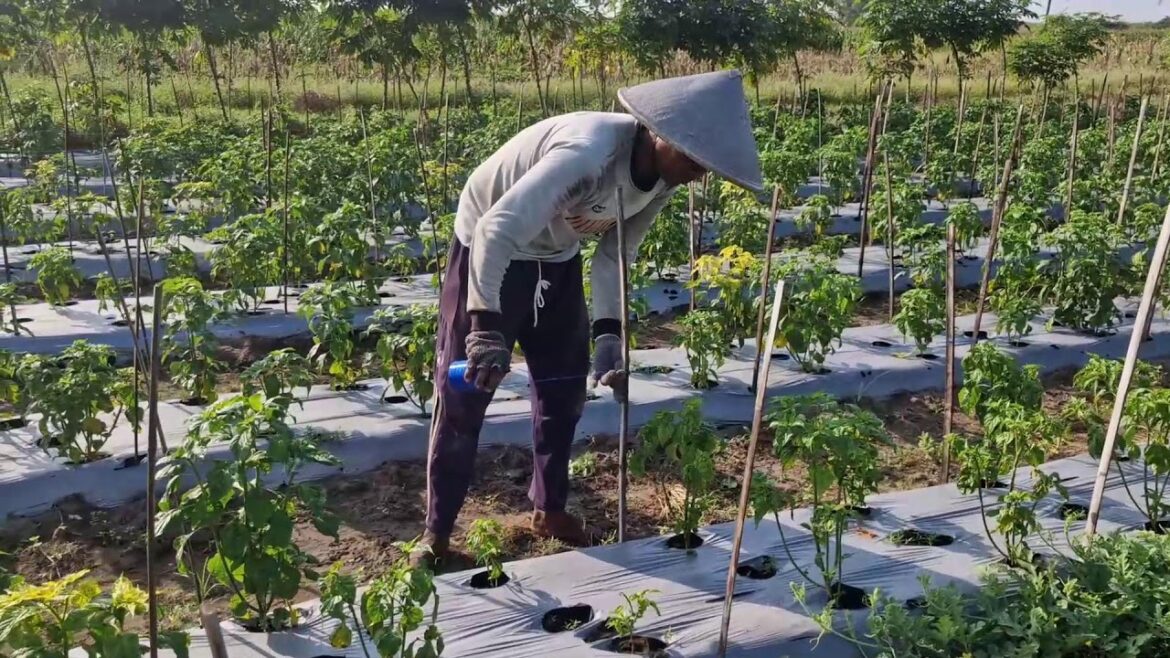 SMART WAY TO INSTALL TRELLIS ROPES – GARDENING MADE EFFORTLESS!-agriculture farming