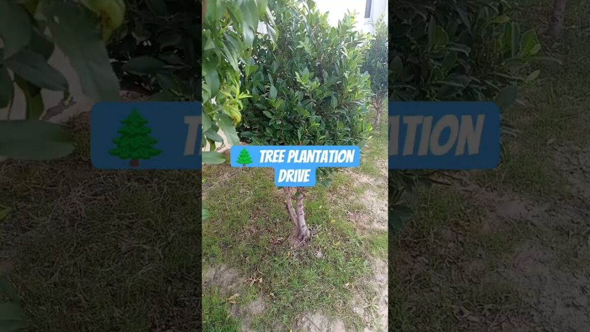 Action plans ..3.Tree plantation drive