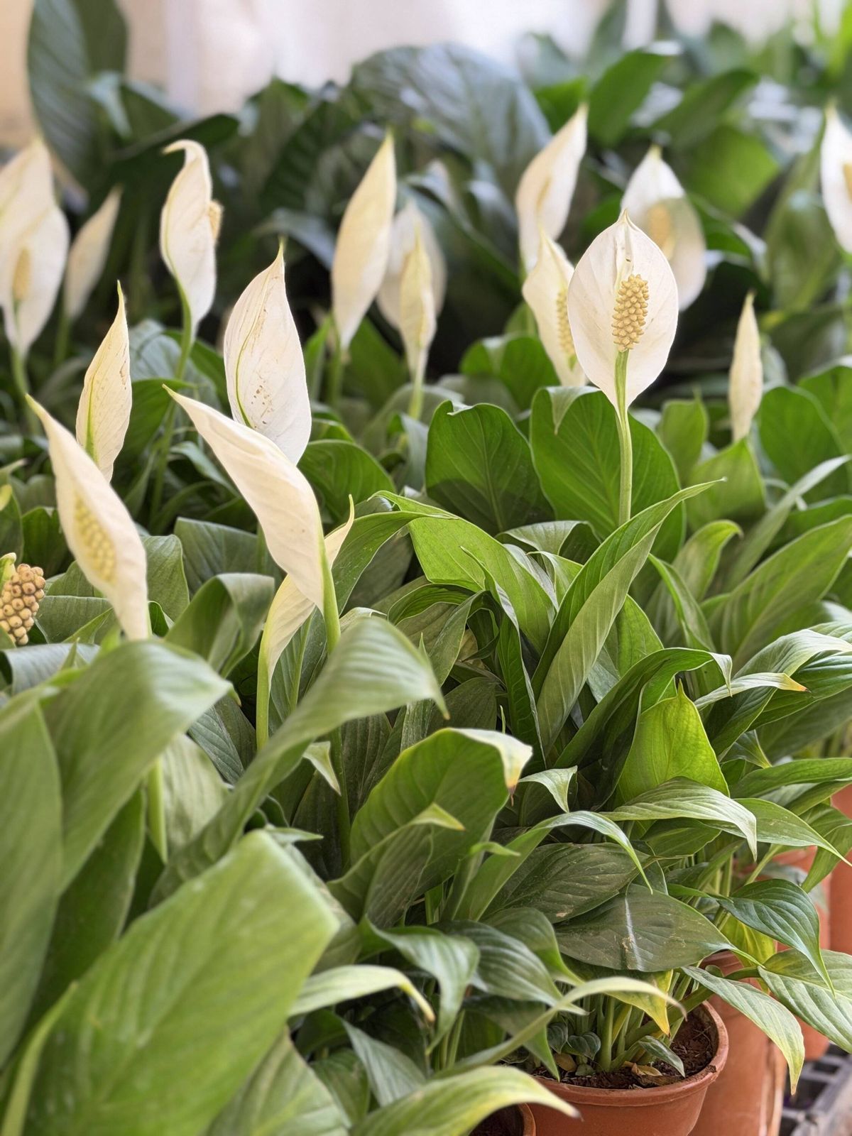 Image of indoor house plants featuring graceful peace lily (spathiphyllum) with elegant white flowers blooming among lush green foliage and fresh leav