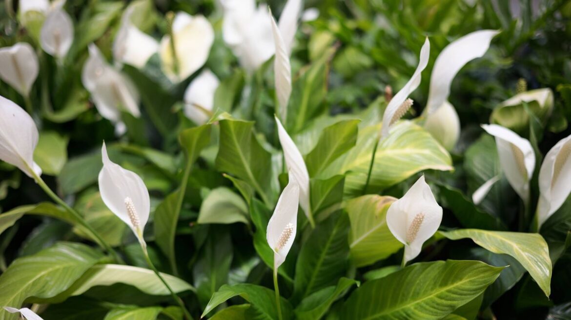 Use leftover kitchen staple on peace lilies once a month for beautiful flowers Wales Online
