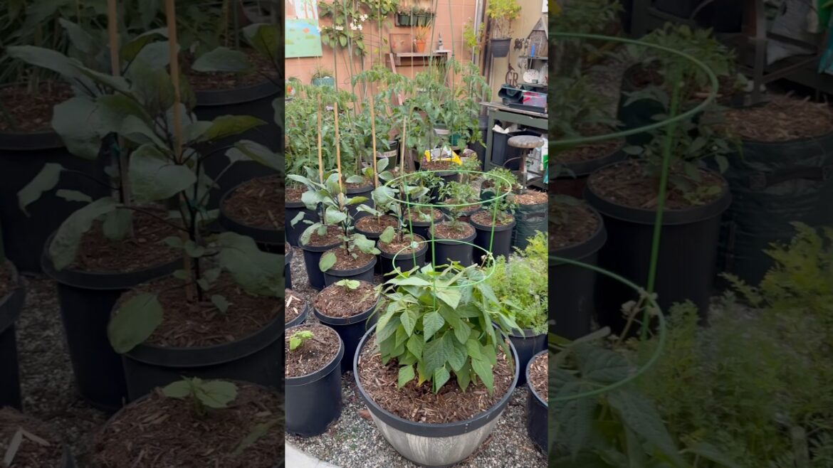 Spring Small Kitchen Garden Update | Container Vegetable Gardening