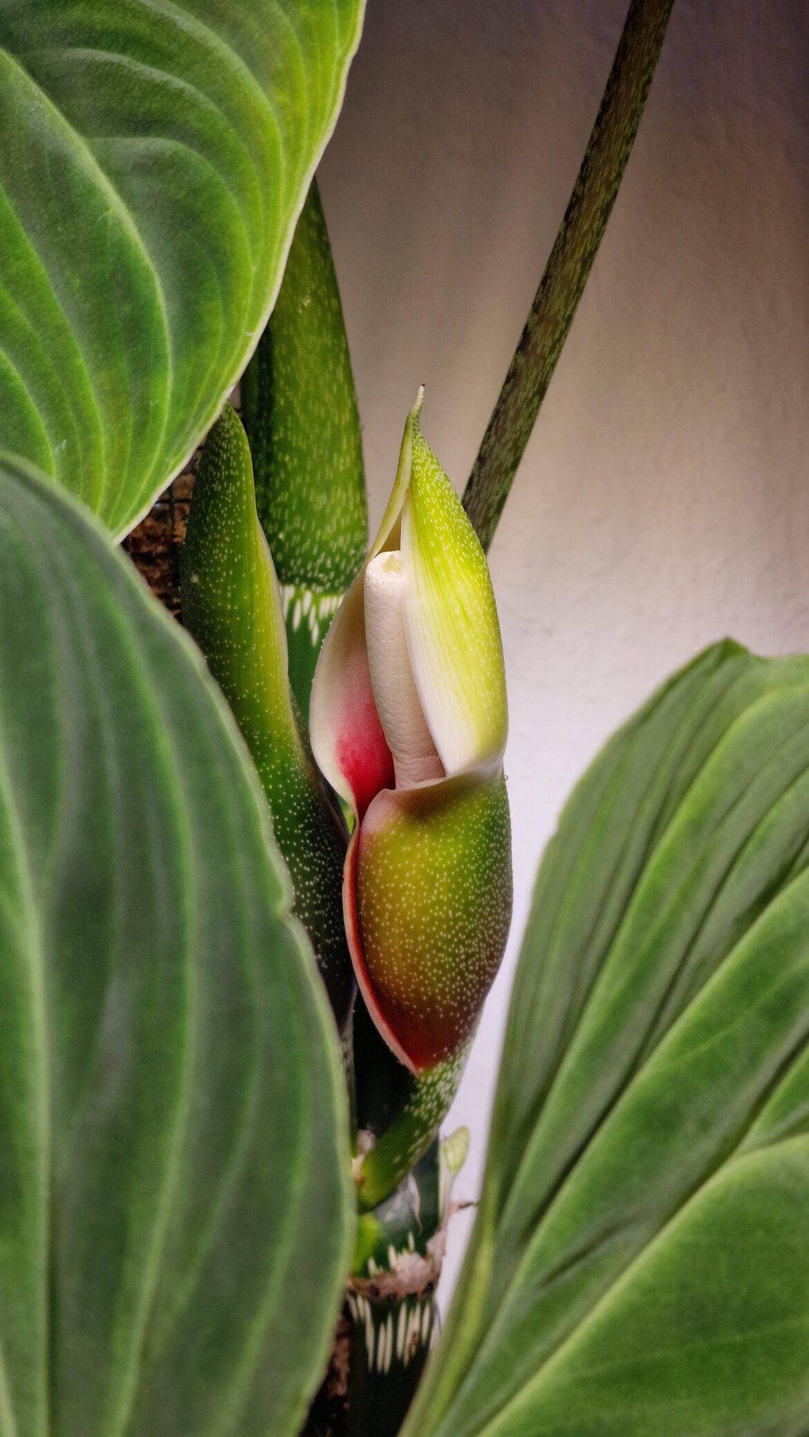 My Philodendron Splendid is finally blooming