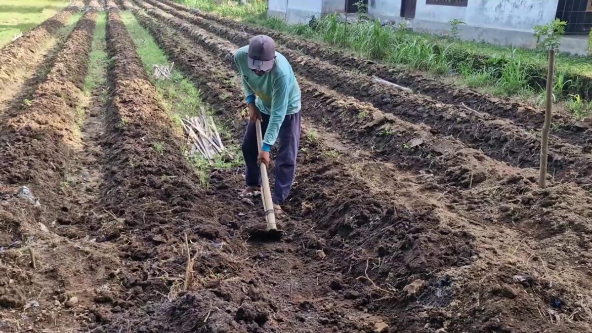 NEXT-LEVEL GARDENING: SIMPLE TOOLS FOR FAST AND CLEAN BED FORMATION!-agriculture farming