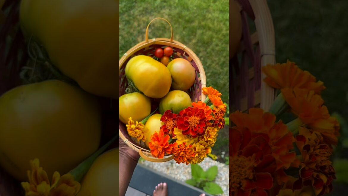 30 Days of April Planting Tips Day 3- Marigold #gardening #gardentips #howtogarden