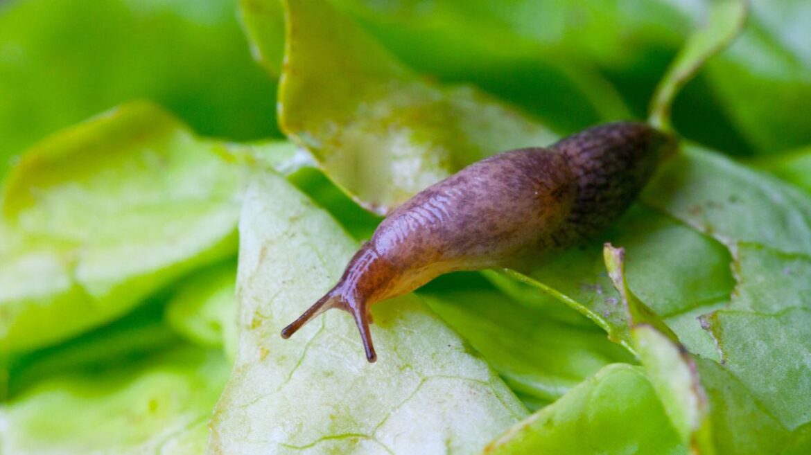 Slugs flee from gardens when you put 1 natural item in flowerbeds Daily Mirror