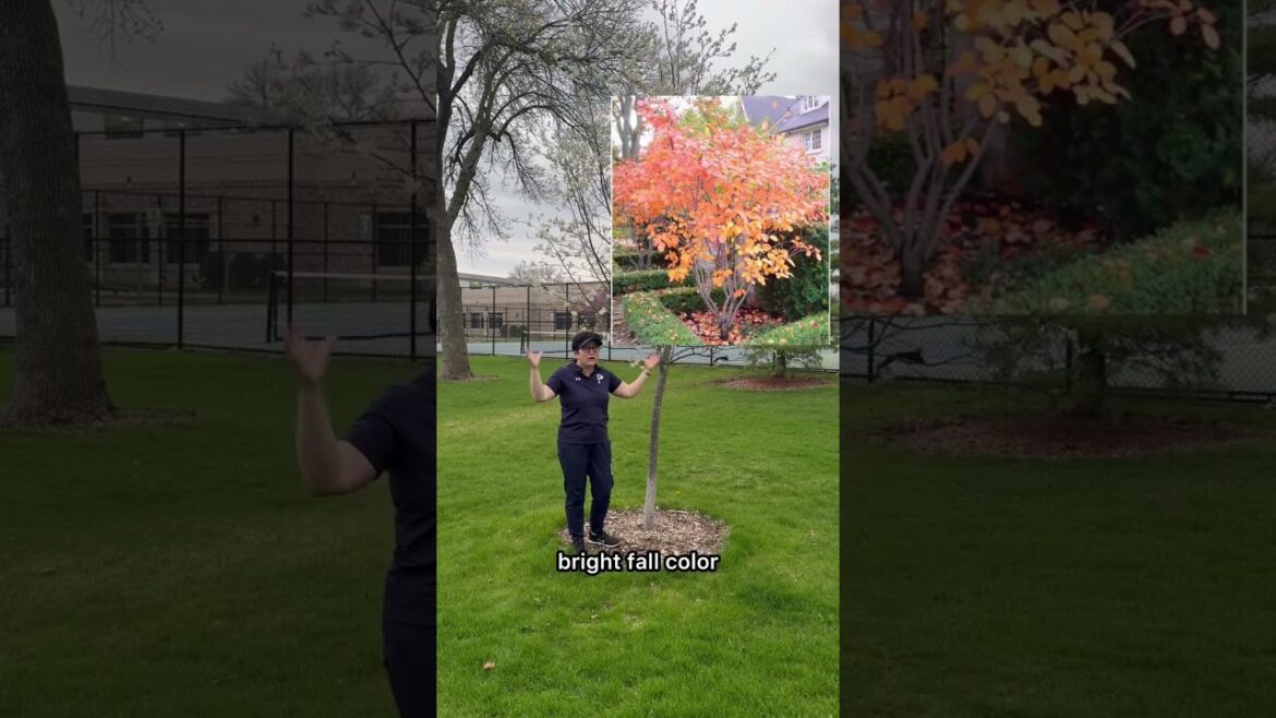 Serviceberry Tree
