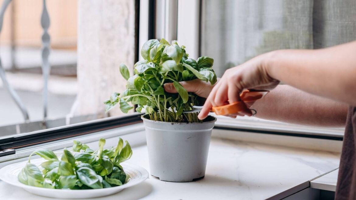 How I grow unlimited basil from my £1 Tesco herb plant with one simple 5-minute trick Devon Live
