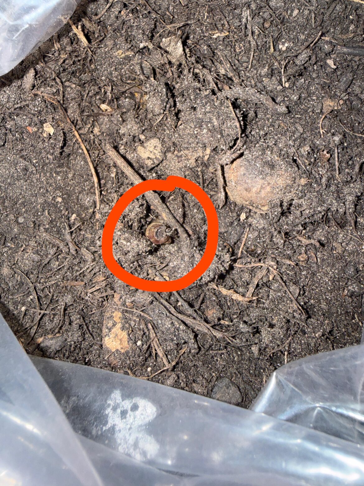 I think I destroyed my plant