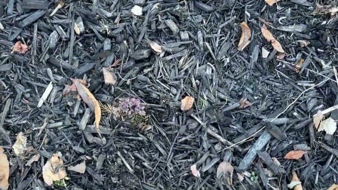 Pruning, Weeding & Cleaning