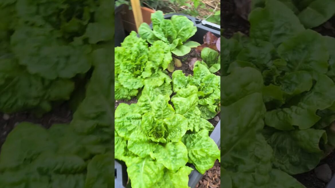 Container Gardening #gardening #garden #vegetables