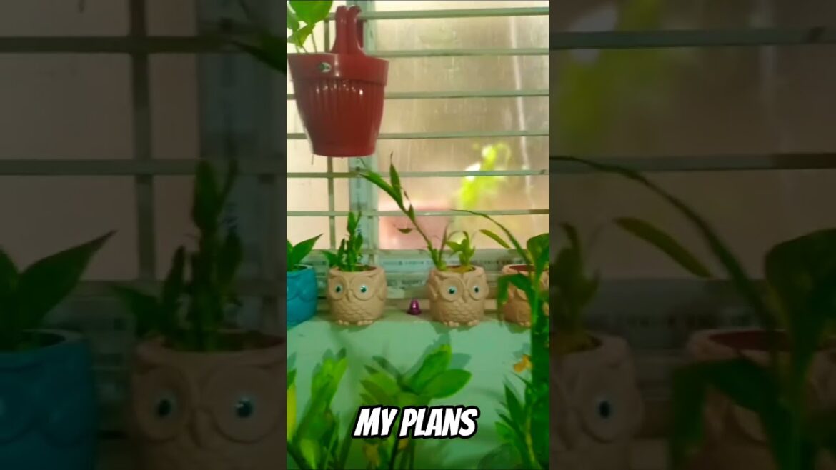 my plans #shorysvideo  # moksha official channel