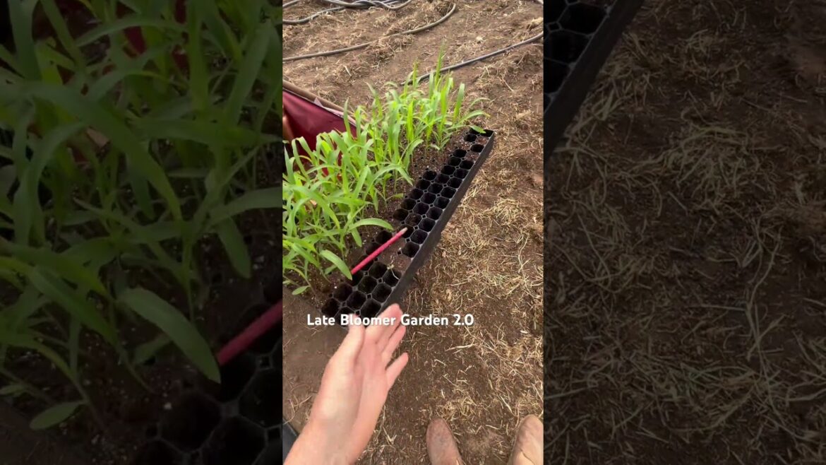 Got the sweet corn 🌽planted! #latebloomer #gardening