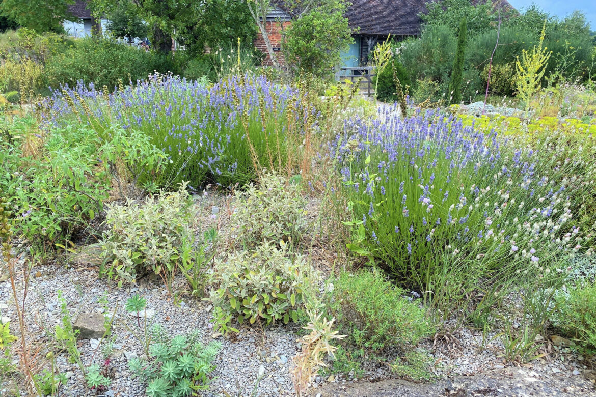 Gravel gardens can cut heat risks Gravel gardens can cut heat risks